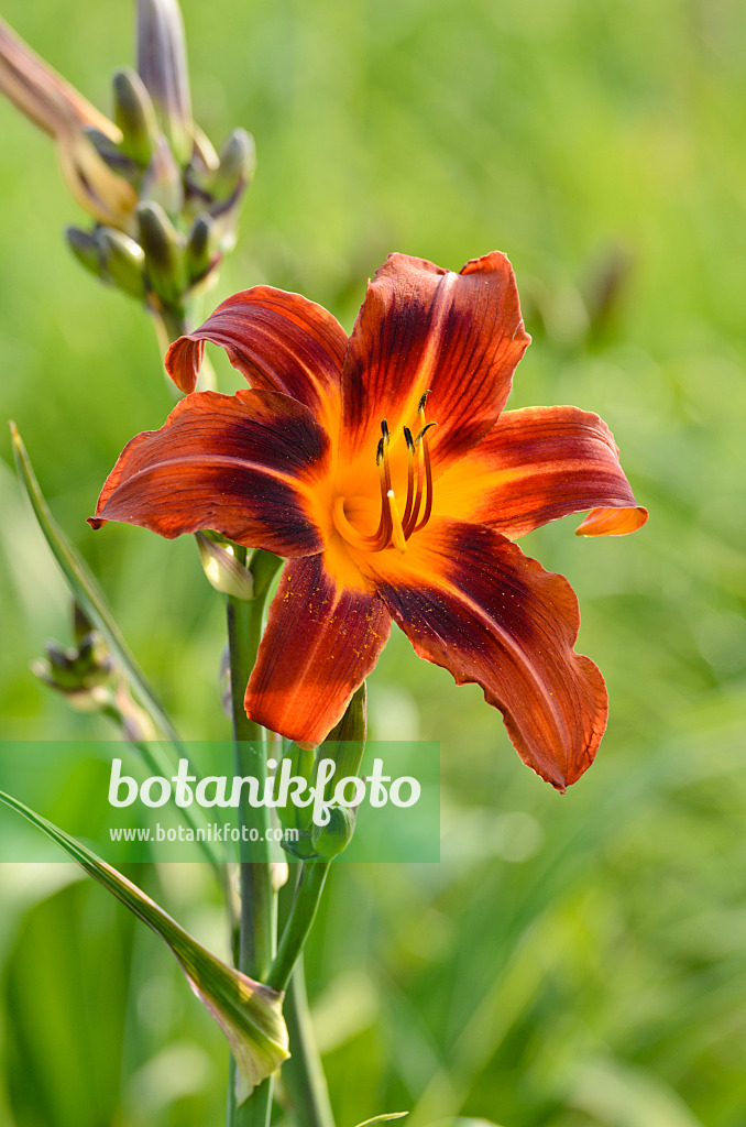 497205 - Day lily (Hemerocallis Dark and Early)