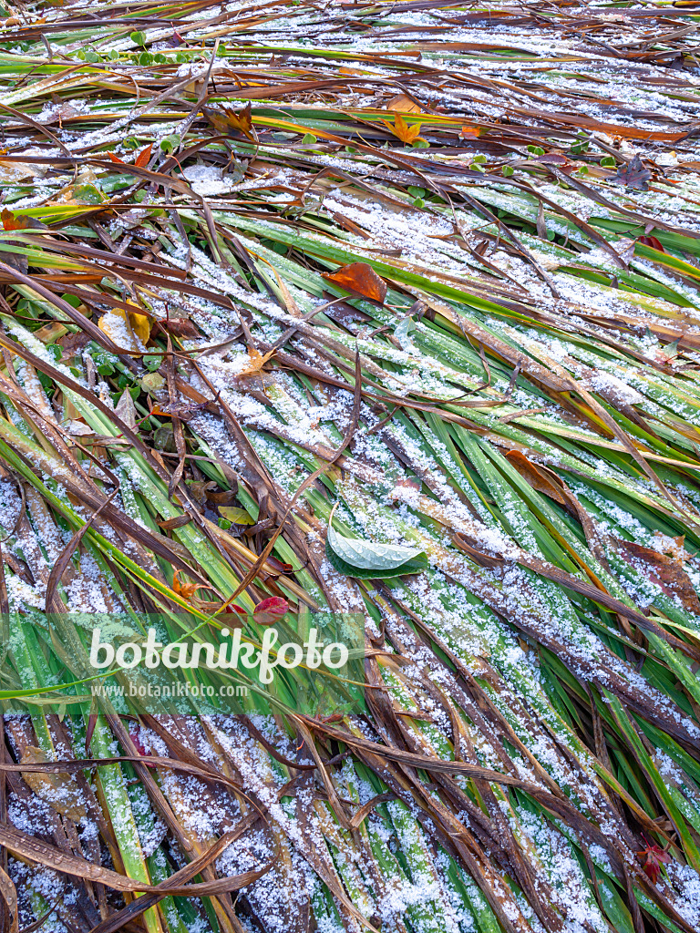 443004 - Day lily (Hemerocallis dumortieri) with hoar frost