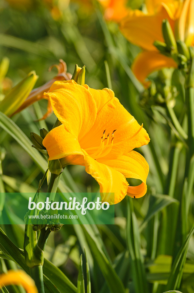 497203 - Day lily (Hemerocallis Early Glow)