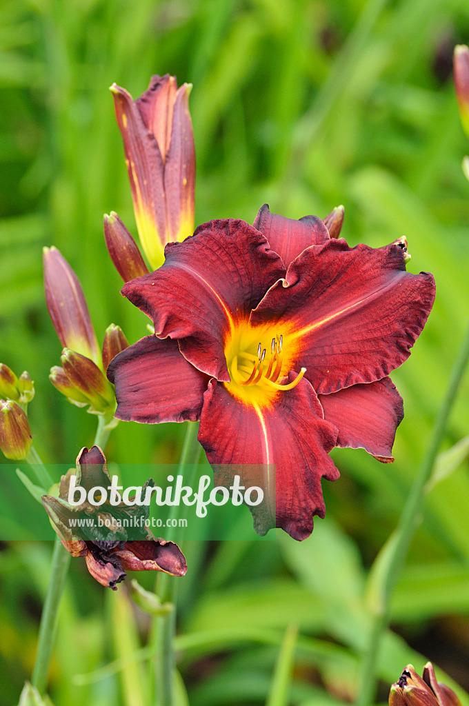 474035 - Day lily (Hemerocallis Ed Murray)