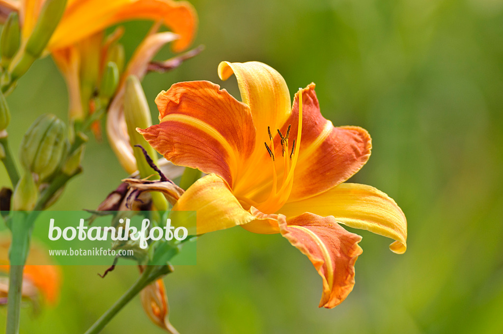 474178 - Day lily (Hemerocallis Frans Hals)