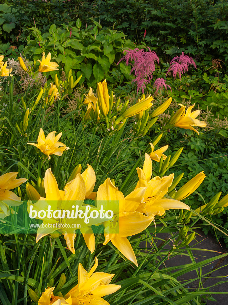 403030 - Day lily (Hemerocallis Hyperion)