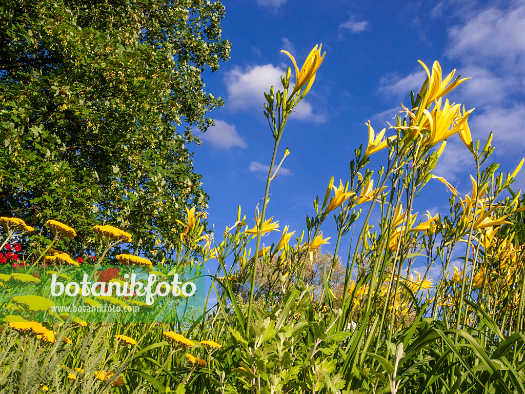 415019 - Day lily (Hemerocallis Hyperion)