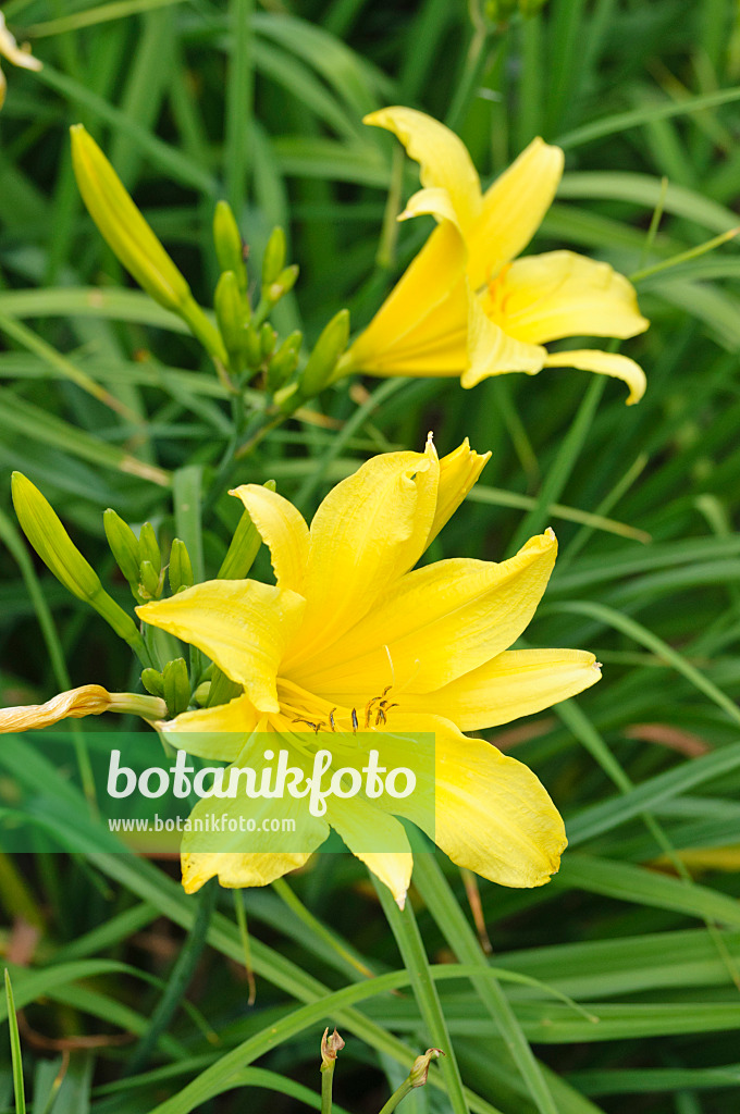 474024 - Day lily (Hemerocallis Hyperion)