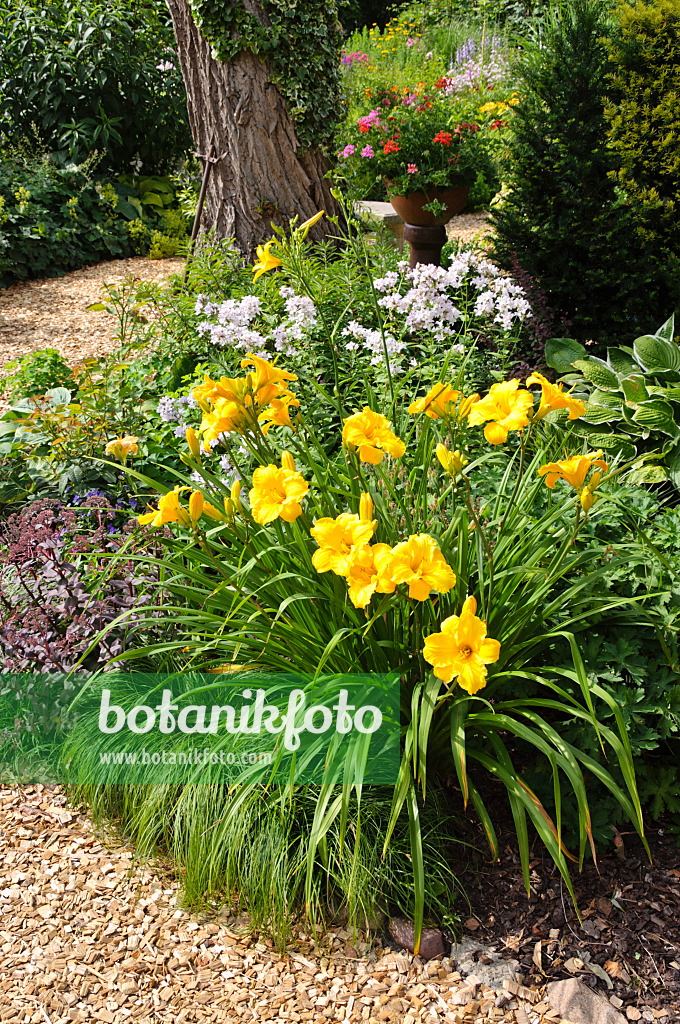 474154 - Day lily (Hemerocallis) in a perennial garden