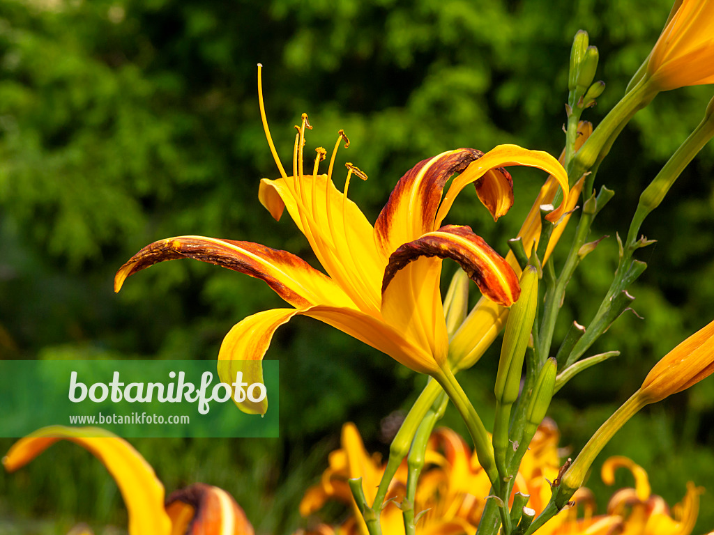 439405 - Day lily (Hemerocallis Jean)