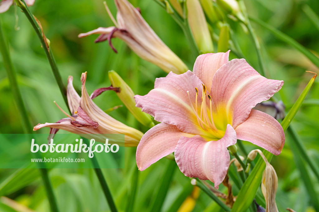 474036 - Day lily (Hemerocallis Lavender Flight)