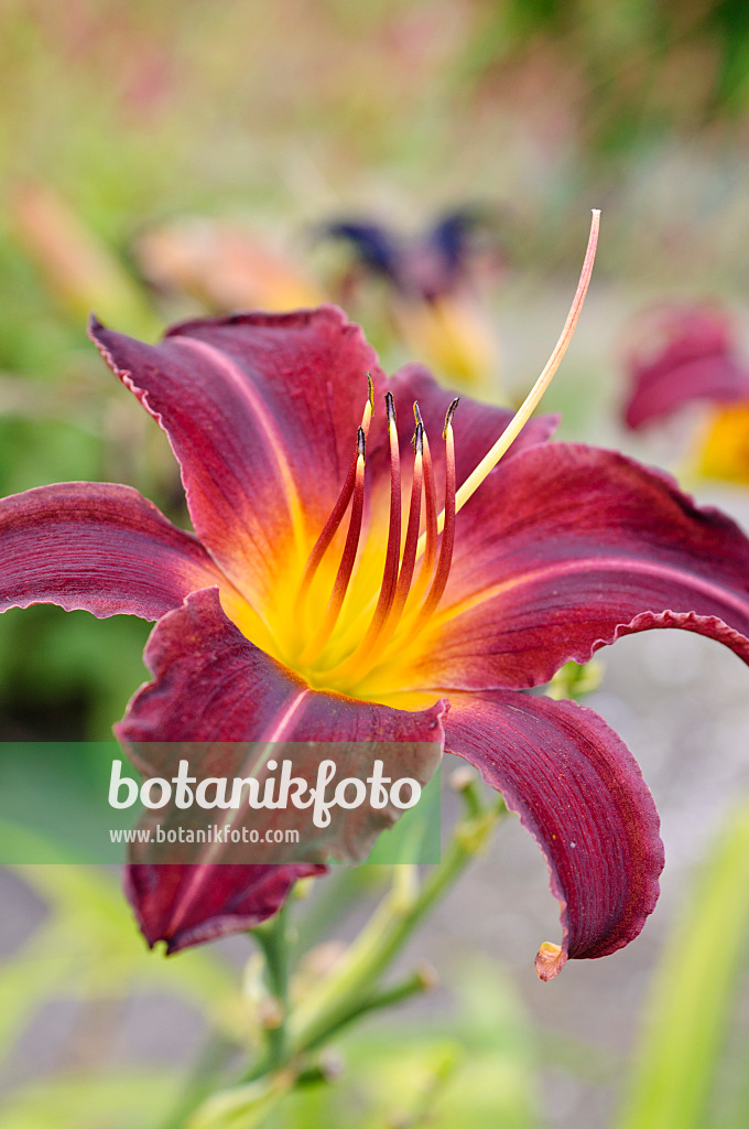 475008 - Day lily (Hemerocallis Lexington)