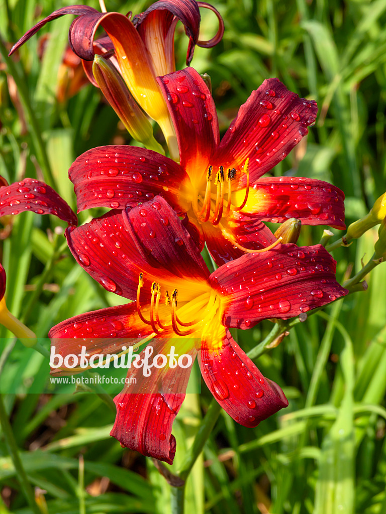 427237 - Day lily (Hemerocallis Mabel Fuller)