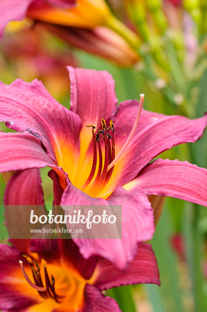 474168 - Day lily (Hemerocallis Prophet)