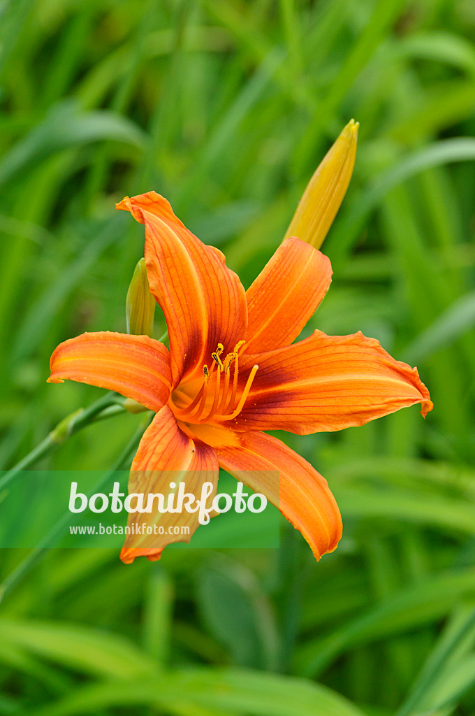 474033 - Day lily (Hemerocallis Raja)
