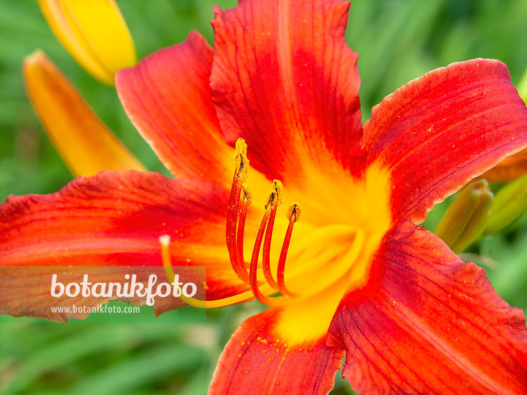 439189 - Day lily (Hemerocallis Rascal)
