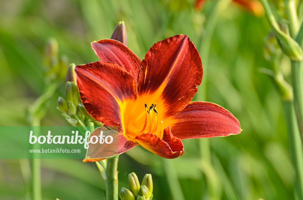 497204 - Day lily (Hemerocallis Red and Early)
