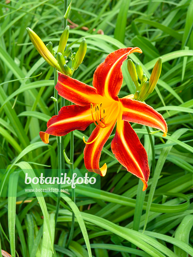 439192 - Day lily (Hemerocallis Resplendent)