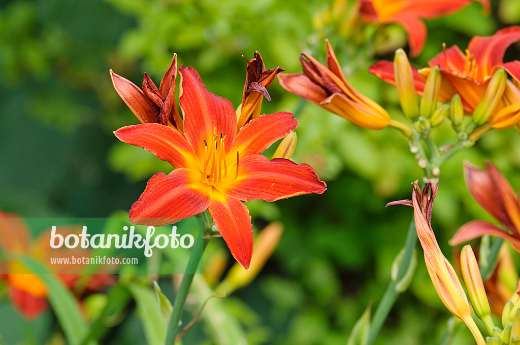 474181 - Day lily (Hemerocallis Shining Plumage)