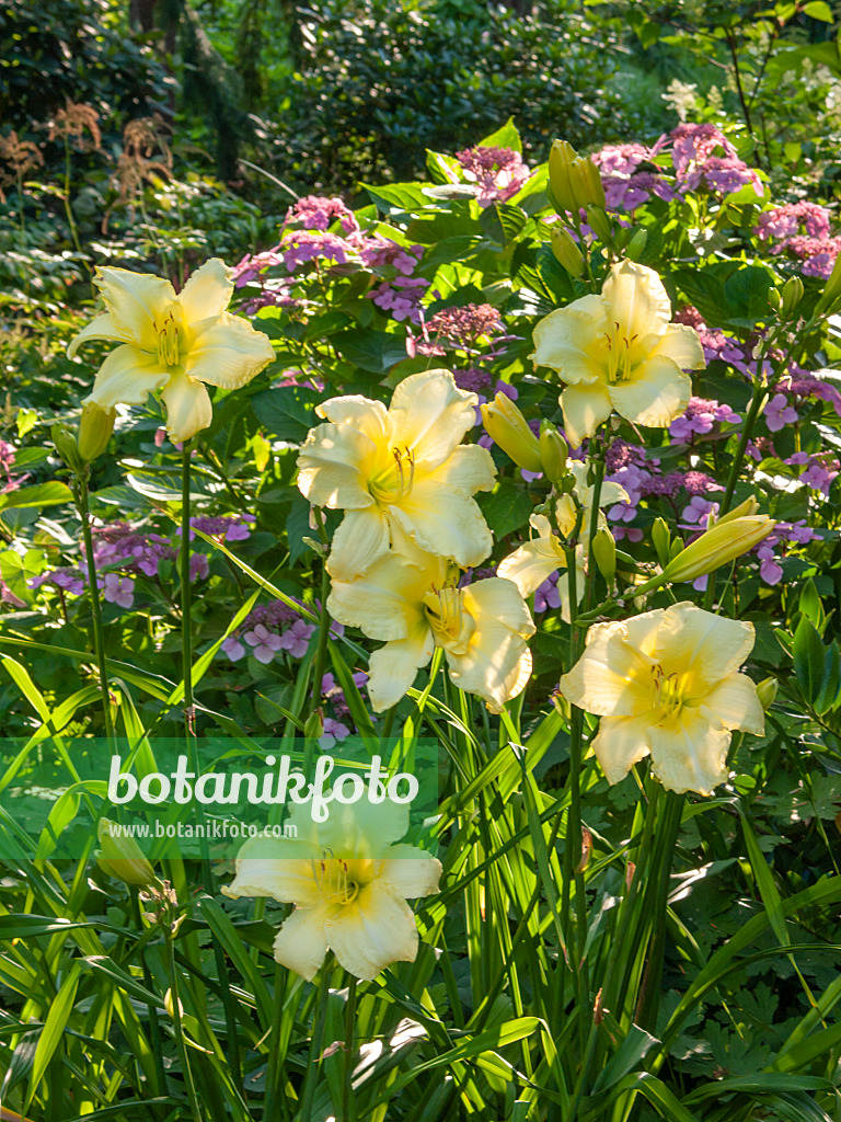 416024 - Day lily (Hemerocallis So Lovely)