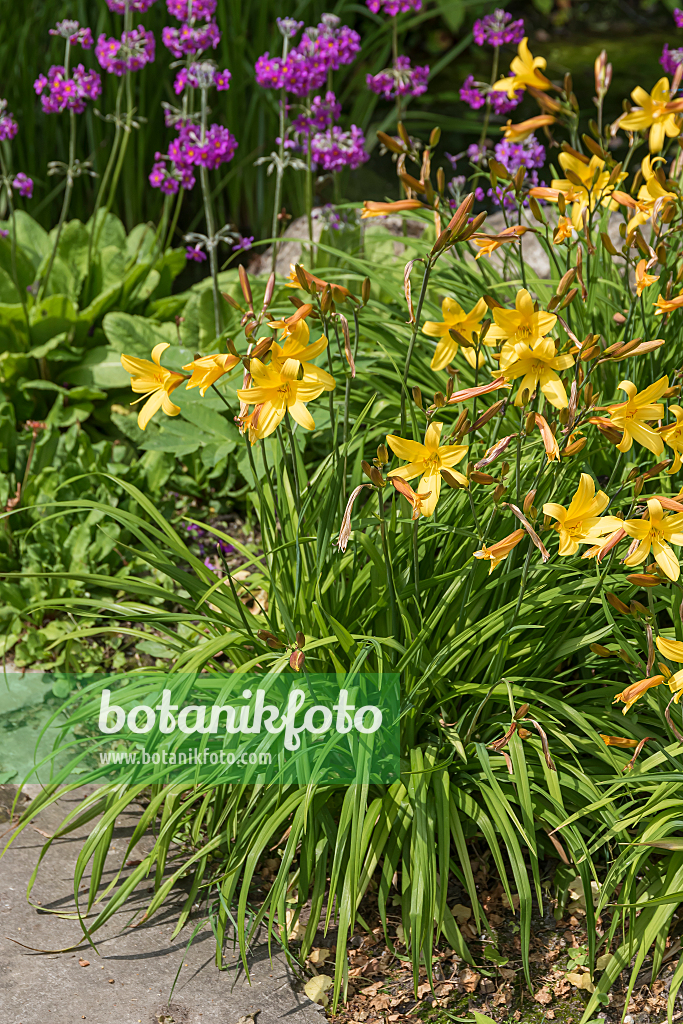 664175 - Day lily (Hemerocallis Sovereign)