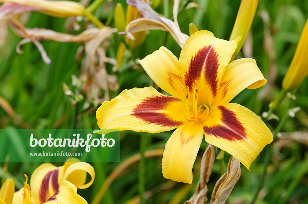 474025 - Day lily (Hemerocallis Spectacular)