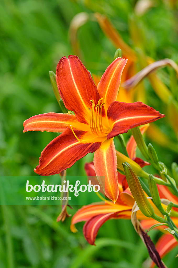 474032 - Day lily (Hemerocallis Stern von Rio)