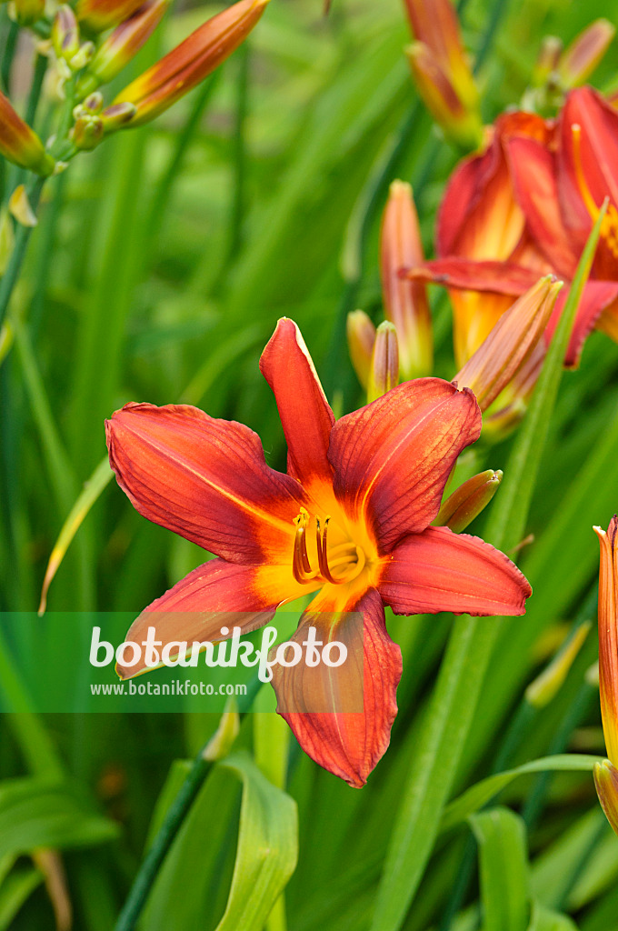 474029 - Day lily (Hemerocallis Summer Interlude)
