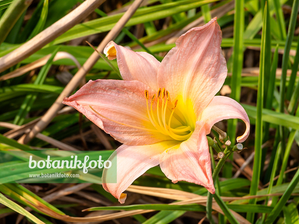 439403 - Day lily (Hemerocallis Winsome Lady)