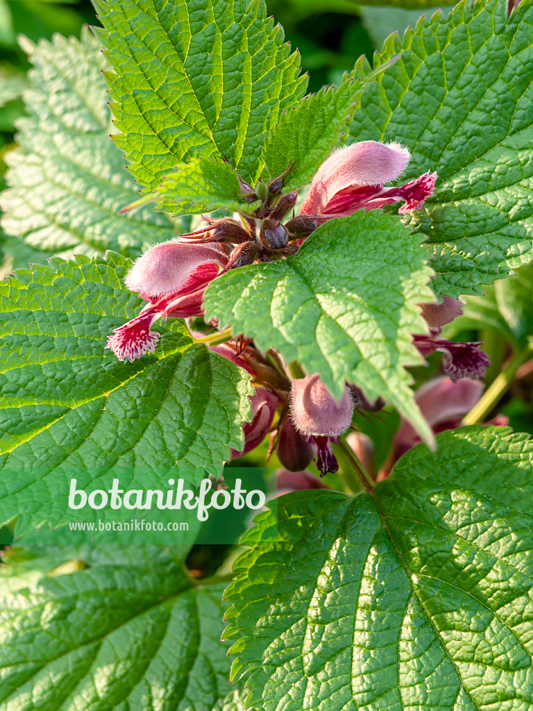460041 - Dead nettle (Lamium)