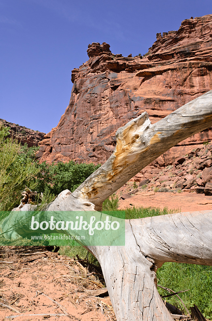 508318 - Dead tree trunk, Hunters Canyon, Utah, USA