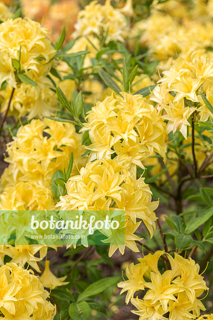 638290 - Deciduous azalea (Rhododendron mixtum 'Sonnenköpfchen')