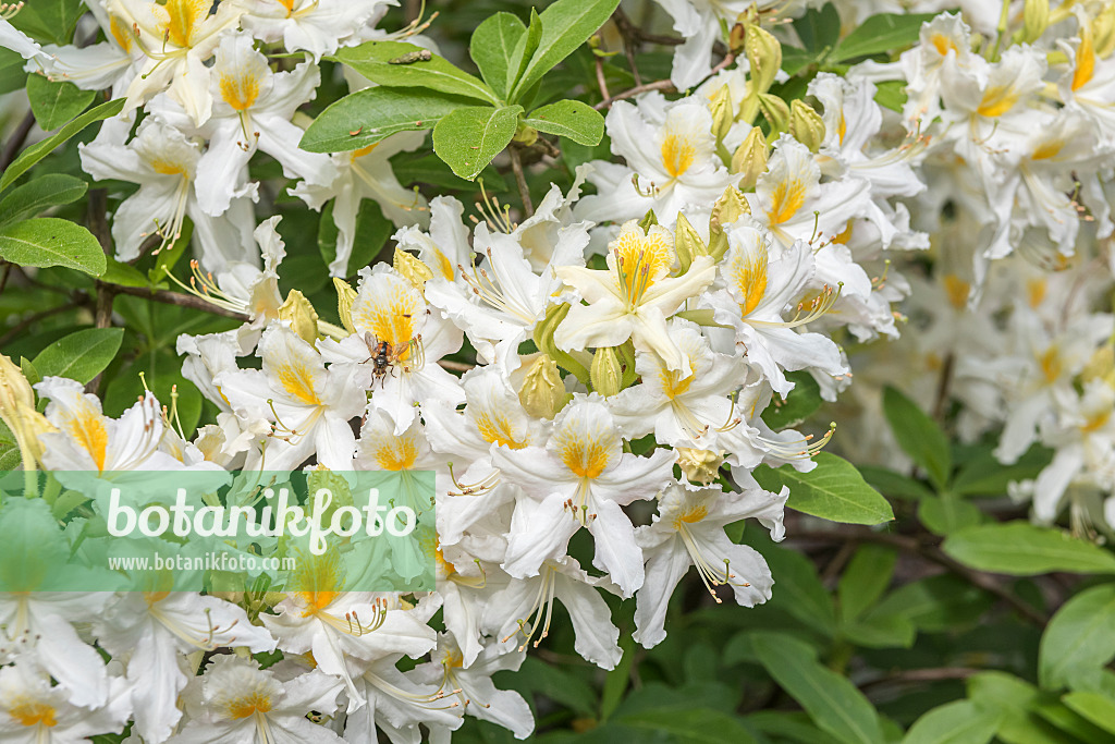 638289 - Deciduous azalea (Rhododendron mollis 'Snowdrift')