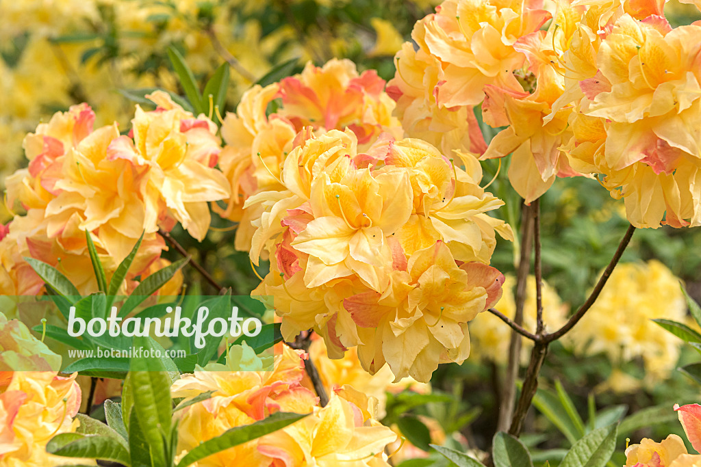 638293 - Deciduous azalea (Rhododendron Totally Awesome)