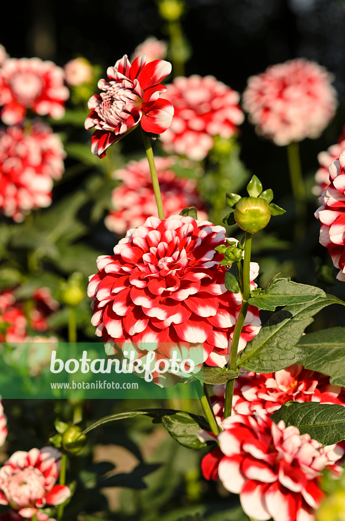 524010 - Decorative dahlia (Dahlia Checkers)