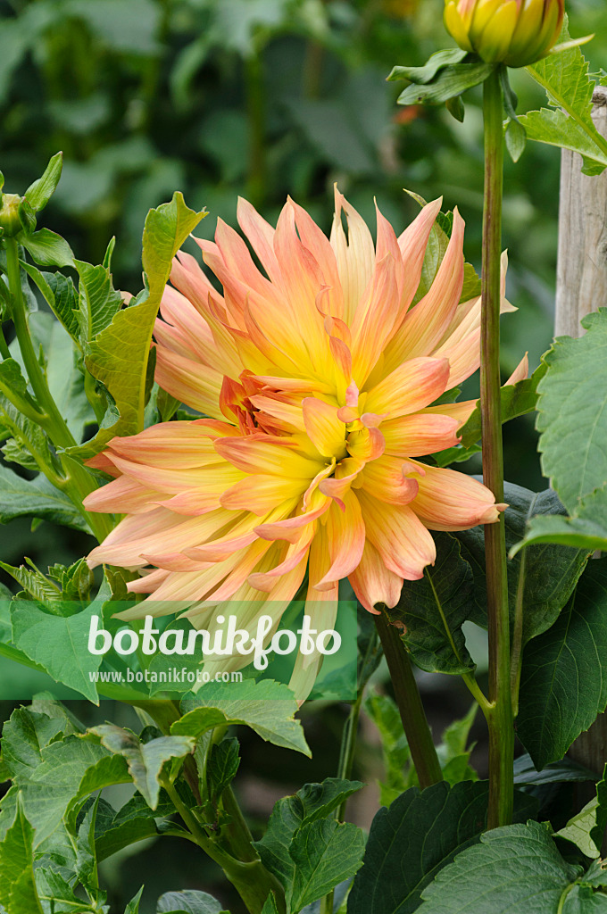 487140 - Decorative dahlia (Dahlia Globetrotter)