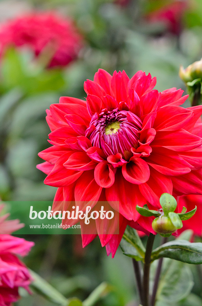 548049 - Decorative dahlia (Dahlia Hapet First David)