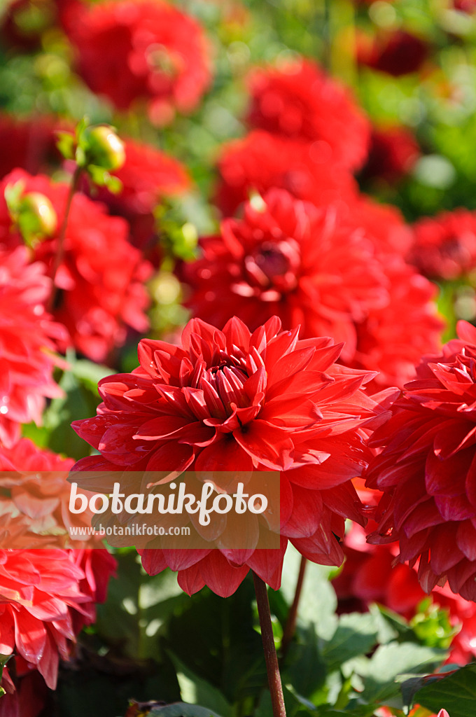 487286 - Decorative dahlia (Dahlia Heatwave)
