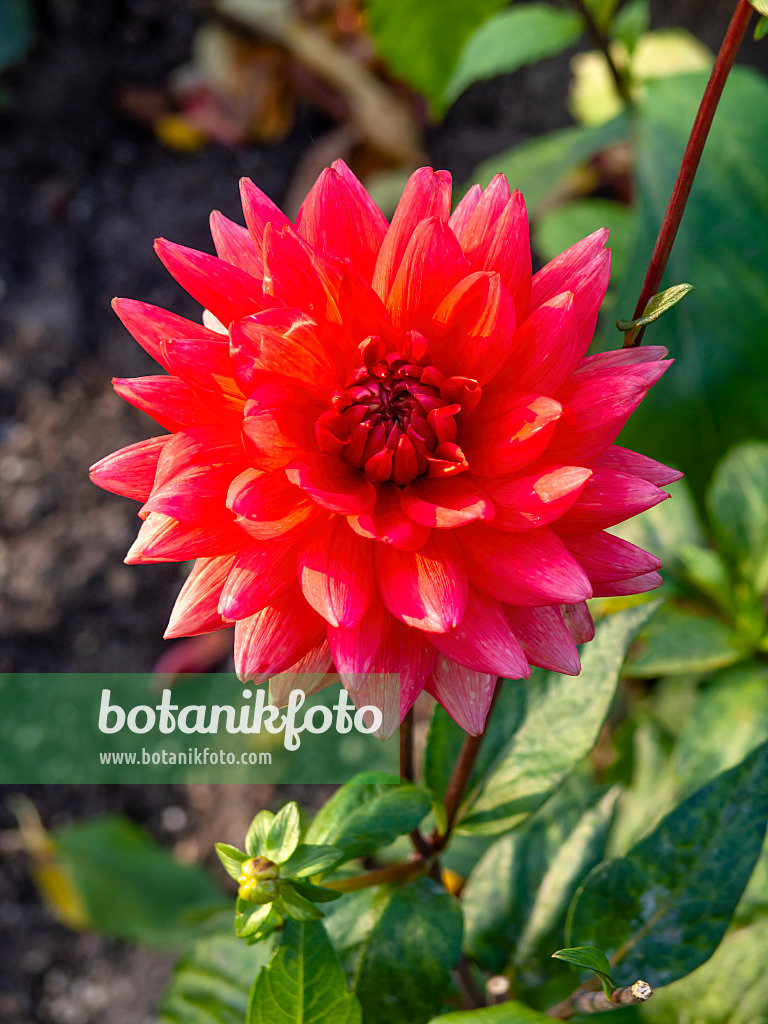 442135 - Decorative dahlia (Dahlia Killesberg)