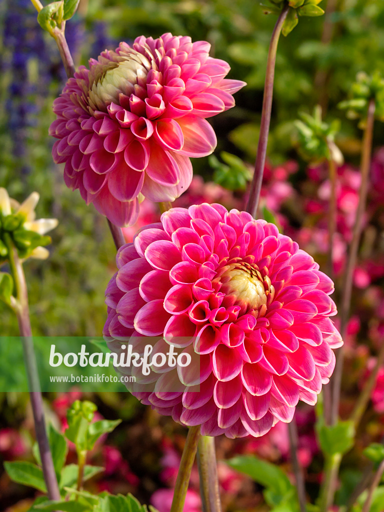 405004 - Decorative dahlia (Dahlia Lambada)
