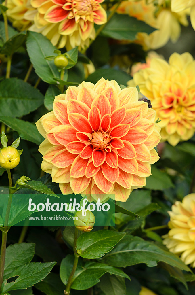 525428 - Decorative dahlia (Dahlia Maxime)