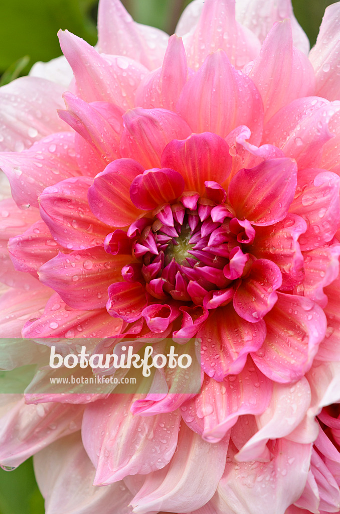 524027 - Decorative dahlia (Dahlia Otto's Thrill)