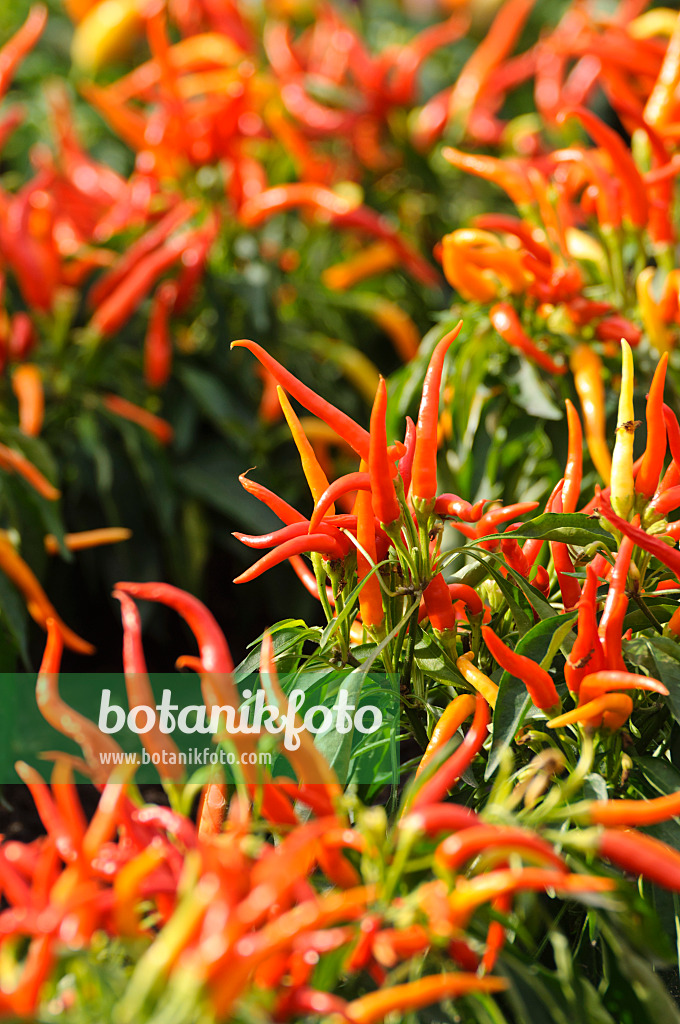476050 - Decorative pepper (Capsicum)