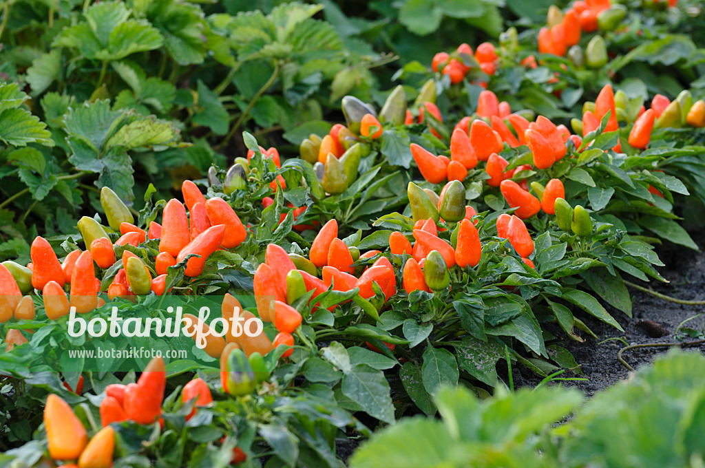 477053 - Decorative pepper (Capsicum)