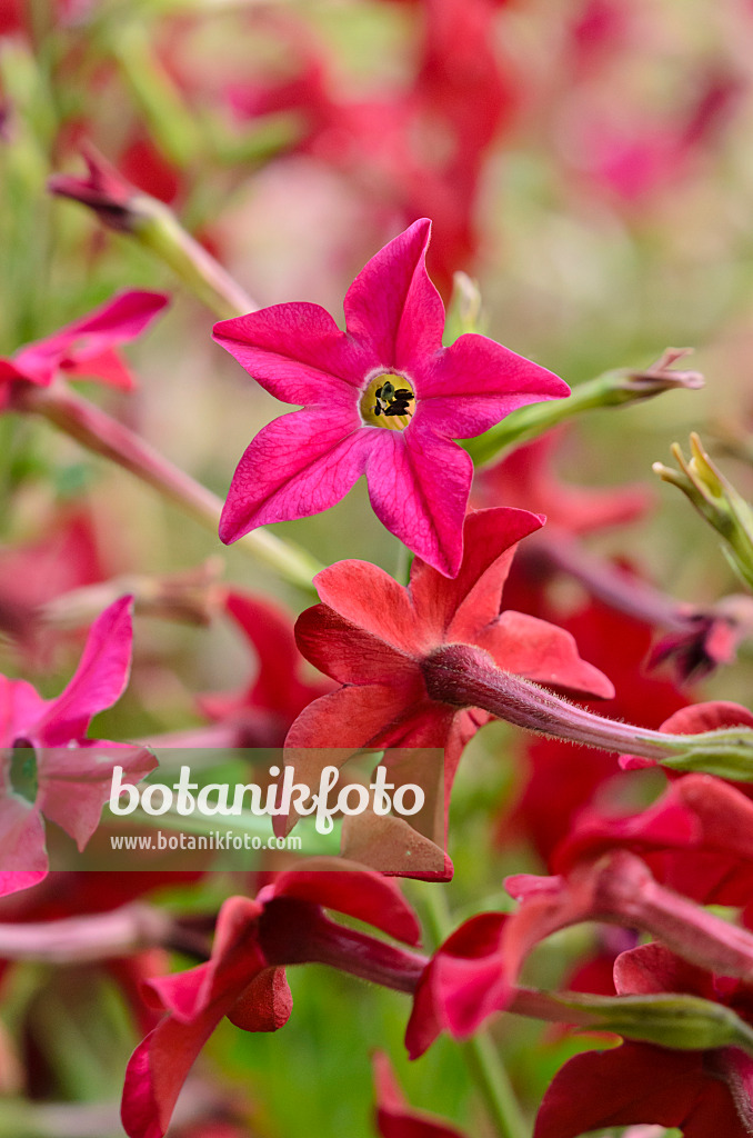 522066 - Decorative tobacco (Nicotiana x sanderae)