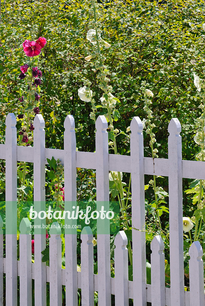475277 - Decorative white-grey wooden slatted fence in front of a flowering perennial garden