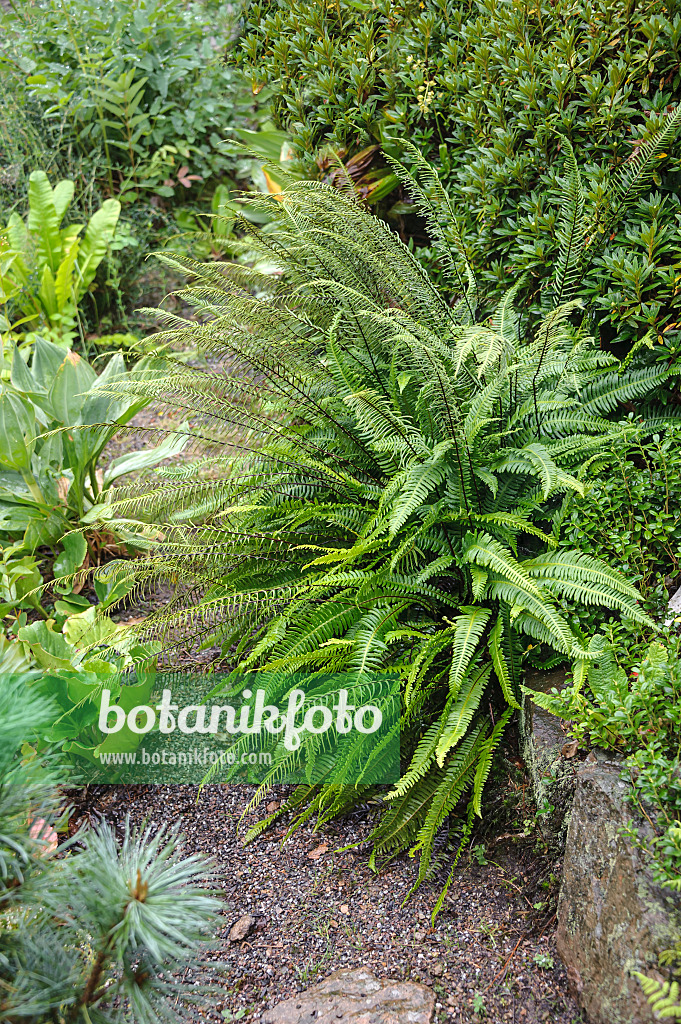547093 - Deer fern (Blechnum spicant)