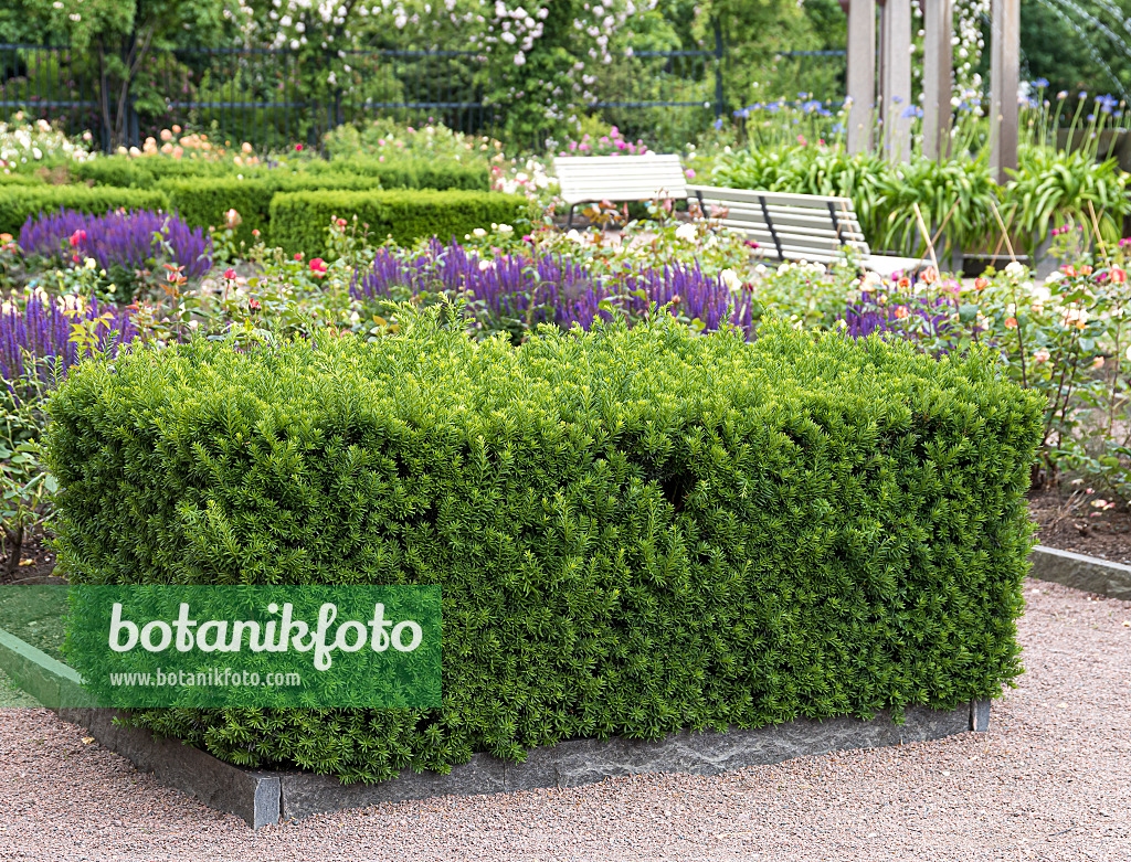 651550 - Dense yew (Taxus x media 'Hillii')