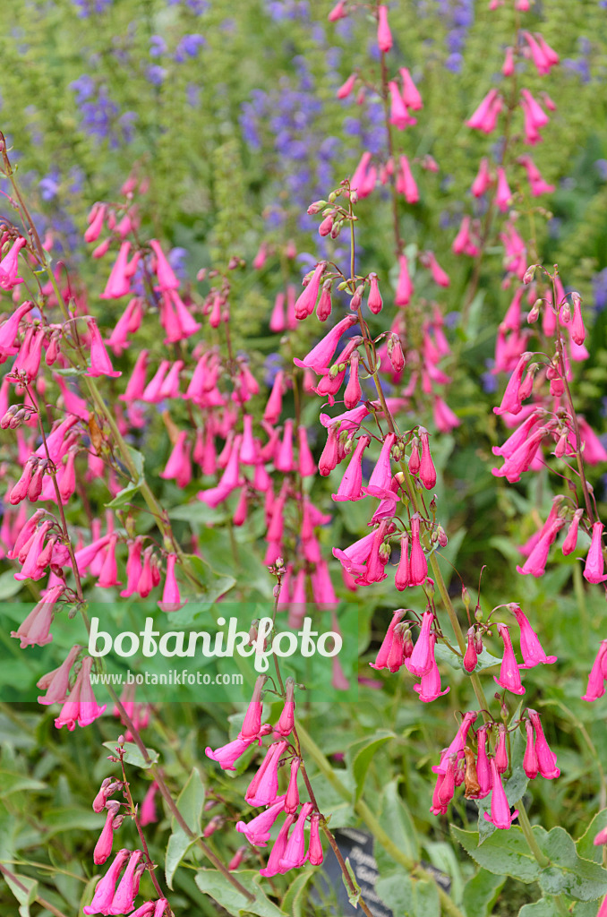 508225 - Desert beard tongue (Penstemon pseudospectabilis)