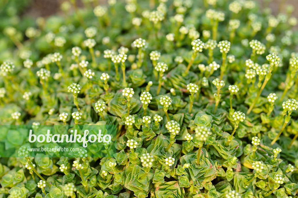 480005 - Dickblatt (Crassula socialis)