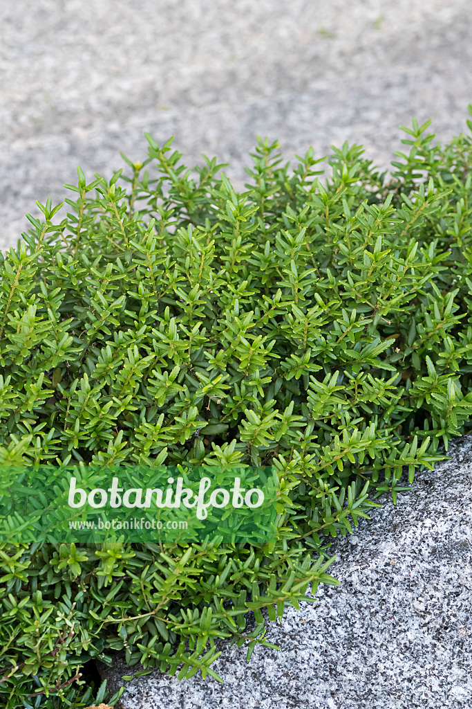 664288 - Dicknarbe (Paxistima canbyi)