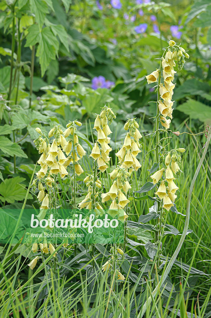 651216 - Digitale à grandes fleurs (Digitalis grandiflora)