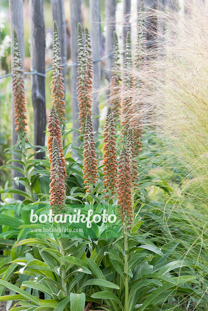 664119 - Digitale (Digitalis parviflora)