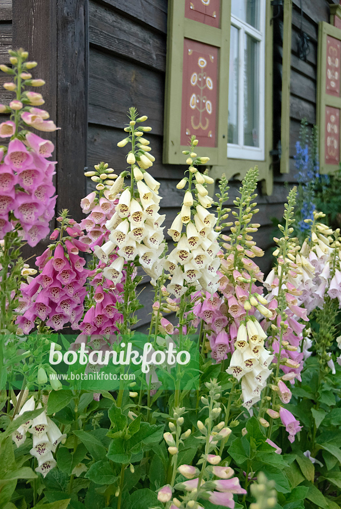 490058 - Digitale pourpre (Digitalis purpurea)